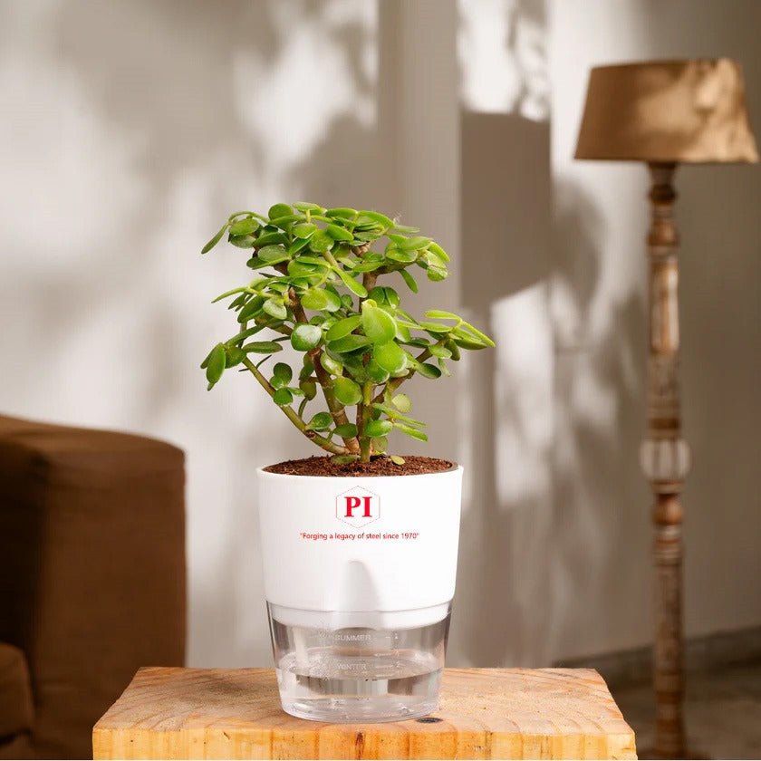 Festive Gift Box | Self Watering Plant I Tea I Dry Fruit I Incense – Gift Hampers on Brown Living™. SKU: SNSWP03. Img 2.