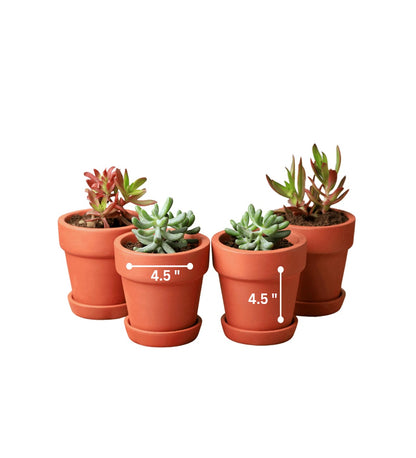 Gamla Planter Small 4 Inch | Terracotta Handmade Pot – Home & Garden on Brown Living™. SKU: PL10-4. Img 23.