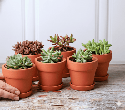 Gamla Planter Small 4 Inch | Terracotta Handmade Pot – Home & Garden on Brown Living™. SKU: PL10-6. Img 10.