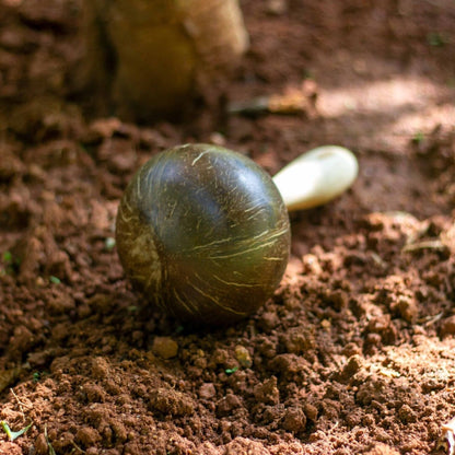 Handcrafted Coconut Maracas | Verified Sustainable by Brown Living™