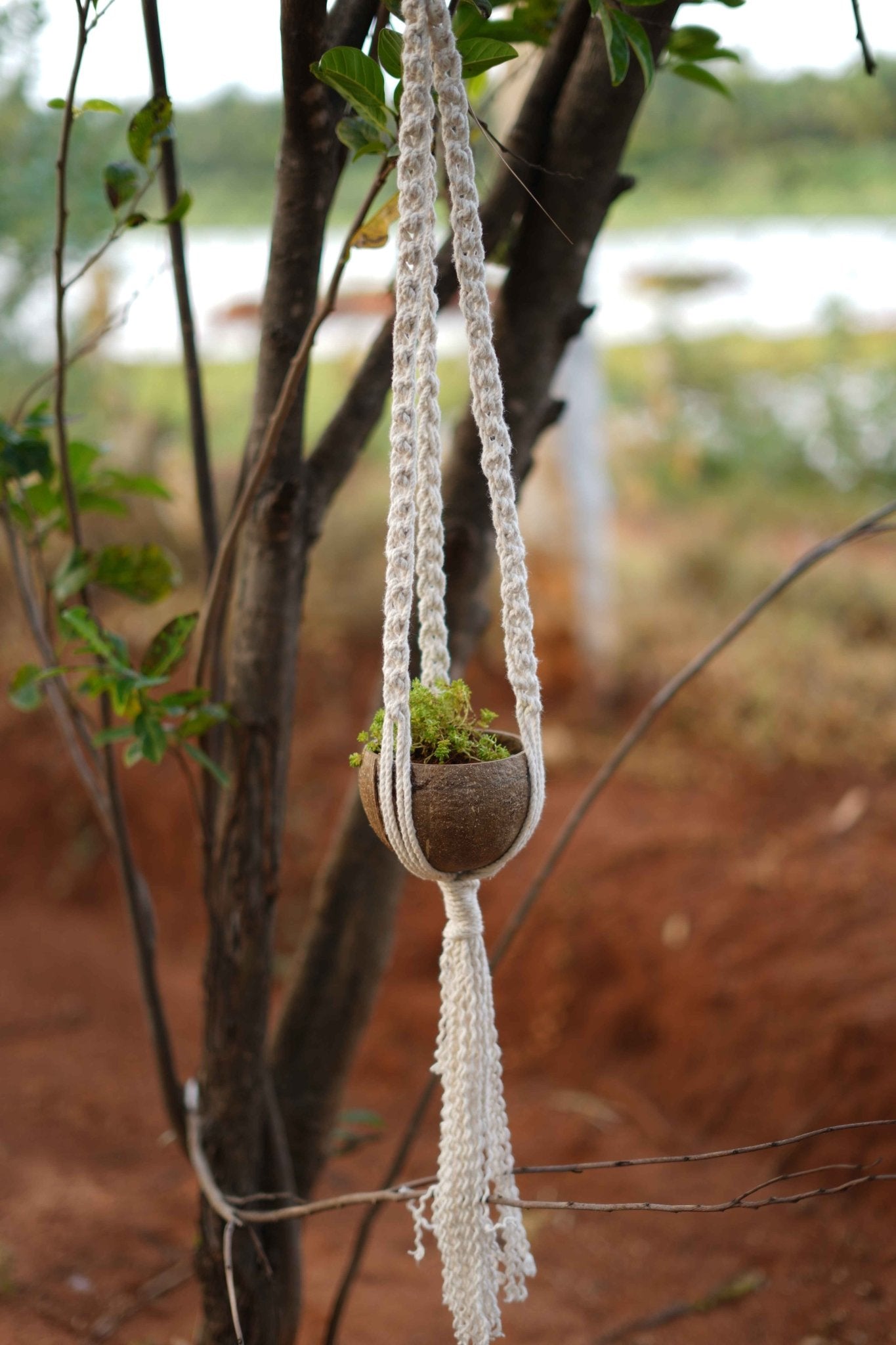 Handcrafted Coconut Shell Plant Hanger | Cotton Rope Hanging Planter – Home Decor on Brown Living™. SKU: KOTT022. Img 2.
