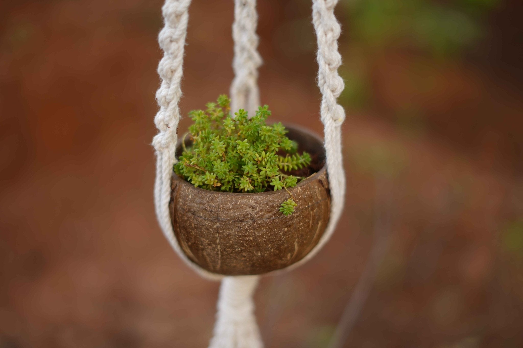 Handcrafted Coconut Shell Plant Hanger | Cotton Rope Hanging Planter – Home Decor on Brown Living™. SKU: KOTT022. Img 4.