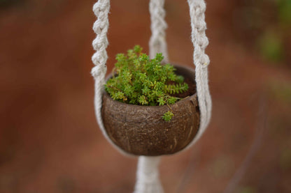 Handcrafted Coconut Shell Plant Hanger | Cotton Rope Hanging Planter – Home Decor on Brown Living™. SKU: KOTT022. Img 3.
