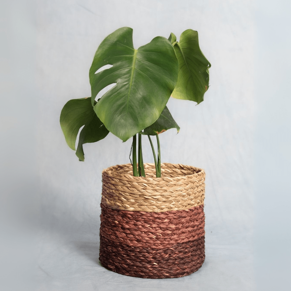 Handmade Sabai Grass Planter – Pots & Planters by Kadam Haat available on Brown Living™. Indigo Large. SKU: SBL42NATINGLD - NEW. Img 8.