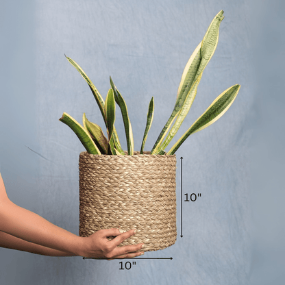Handmade Sabai Grass Planter – Pots & Planters by Kadam Haat available on Brown Living™. Natural Large. SKU: SBL42NAT - NEW. Img 13.