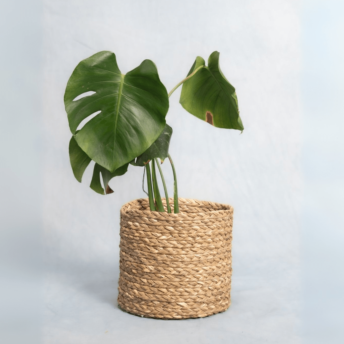 Handmade Sabai Grass Planter – Pots & Planters by Kadam Haat available on Brown Living™. Natural Small. SKU: SBS42NAT - NEW. Img 15.