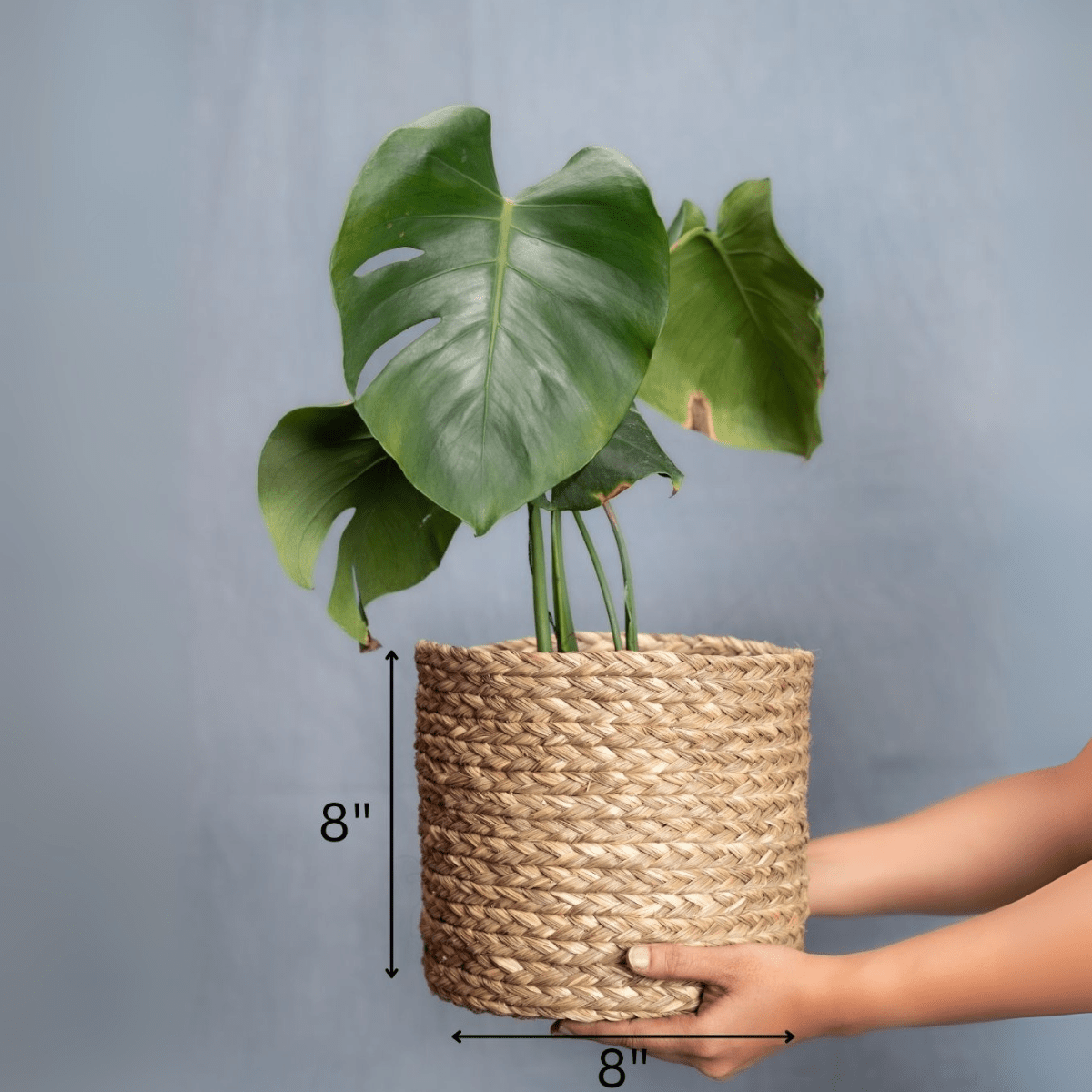 Handmade Sabai Grass Planter – Pots & Planters by Kadam Haat available on Brown Living™. Natural Small. SKU: SBS42NAT - NEW. Img 14.