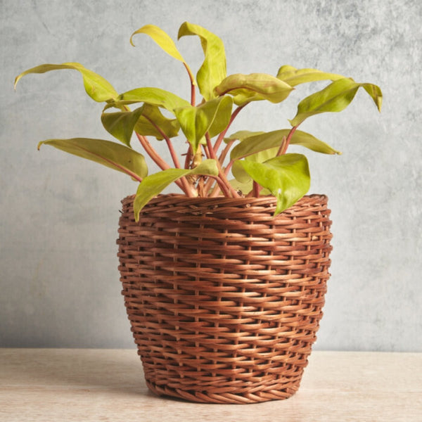 Handmade Wicker Planter- Multicolor | Verified Sustainable Pots & Planters on Brown Living™