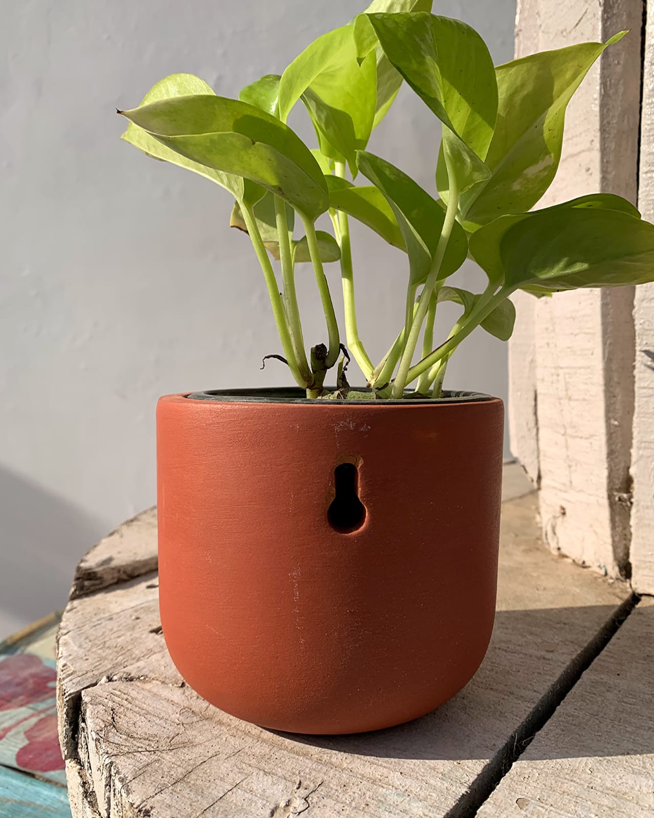 Hexane 4 Inch Terracotta Wall Planter | Hanging Wall Pot – Home & Garden on Brown Living™. SKU: PL26-2. Img 26.