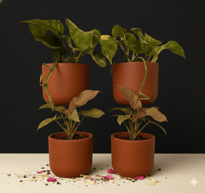 Hexane 4 Inch Terracotta Wall Planter | Hanging Wall Pot – Home & Garden on Brown Living™. SKU: PL26-6. Img 13.