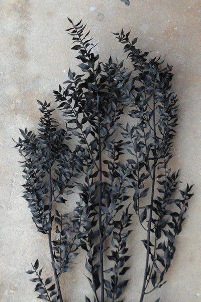 Ruscus Black - Unique Dried Floral Decor