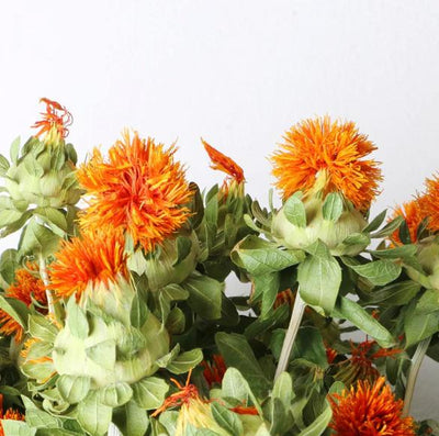Dried Safflower - Rustic Natural Decor Bunch