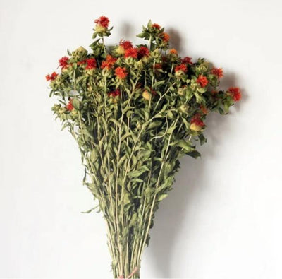 Dried Safflower - Rustic Natural Decor Bunch