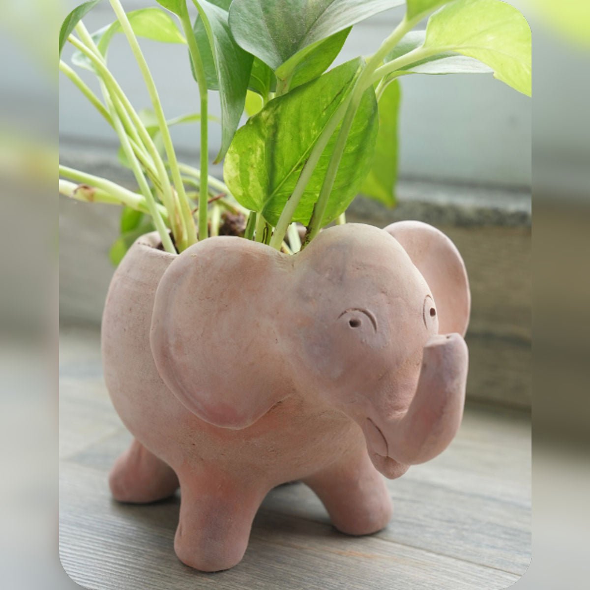 Jumbo Tusk Earthen Planter – Pots & Planters by Swadeh available on Brown Living™. . SKU: A0_plt_0047. Img 2.
