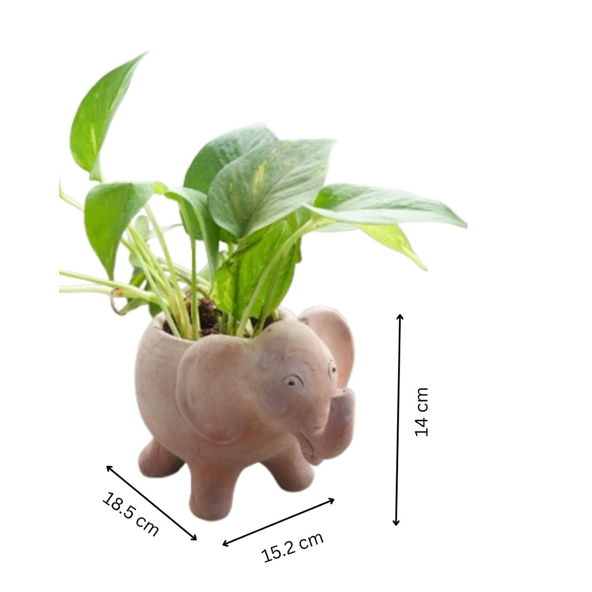 Jumbo Tusk Earthen Planter – Pots & Planters by Swadeh available on Brown Living™. . SKU: A0_plt_0047. Img 4.