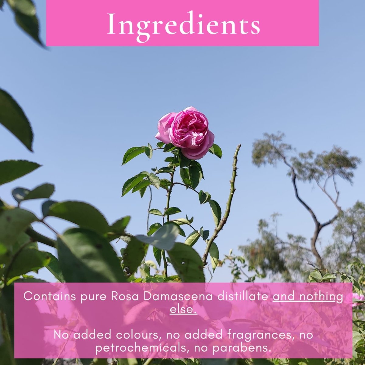 शुद्ध गुलाब जल | Pure Rose Water – Face Toner by Boond Fragrances available on Brown Living™. . SKU: BFGJ. Img 4.