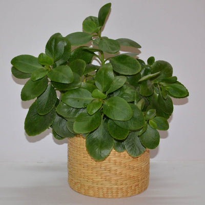 Lightweight Kauna Planter – Pots & Planters on Brown Living™. SKU: KASPLT016A. Img 6.
