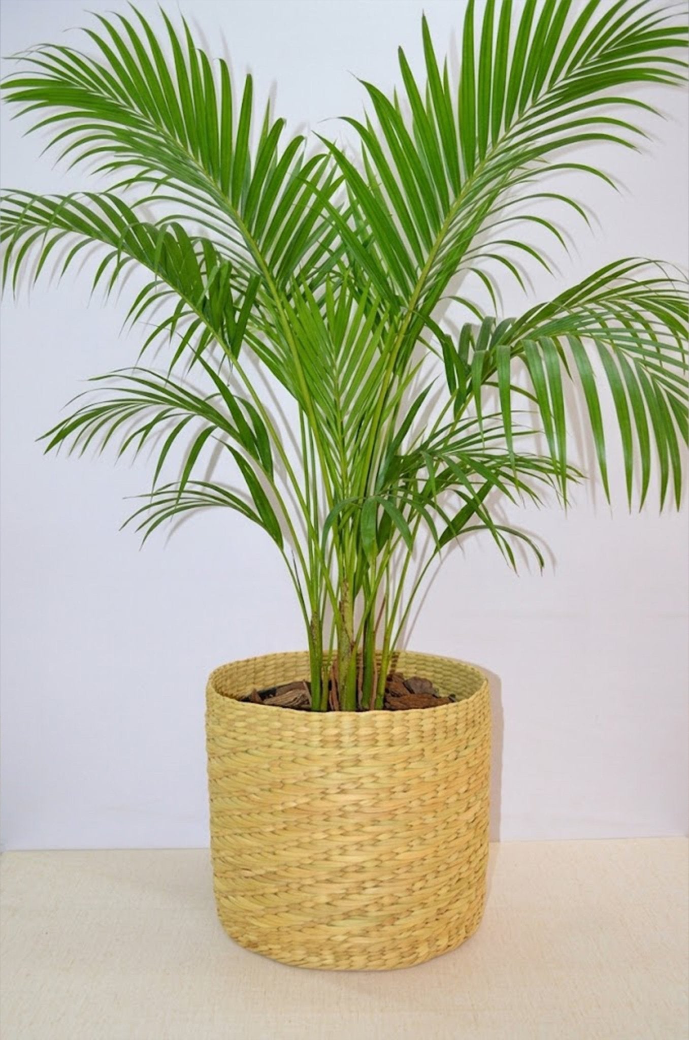 Lightweight Kauna Planter – Pots & Planters on Brown Living™. SKU: KASPLT016A. Img 12.