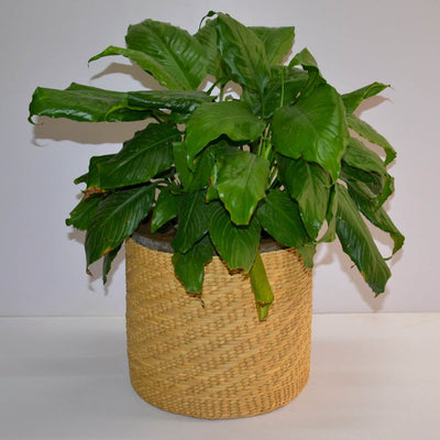 Lightweight Kauna Planter – Pots & Planters on Brown Living™. SKU: KASPLT016A. Img 7.