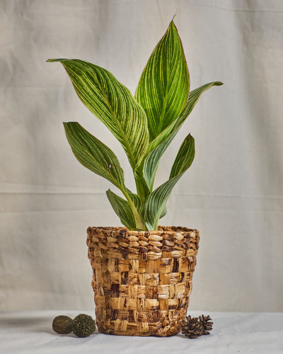 Meira - Multi-Utility Banana Fiber Basket – Baskets & Boxes on Brown Living™. SKU: S-010BL. Img 1.