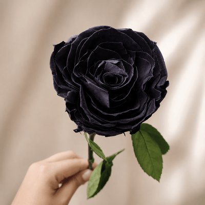 Midnight Noir Preserved Real Rose | Long Lasting Luxury Floral Gift – Gift Giving on Brown Living™. SKU: v-422. Img 9.