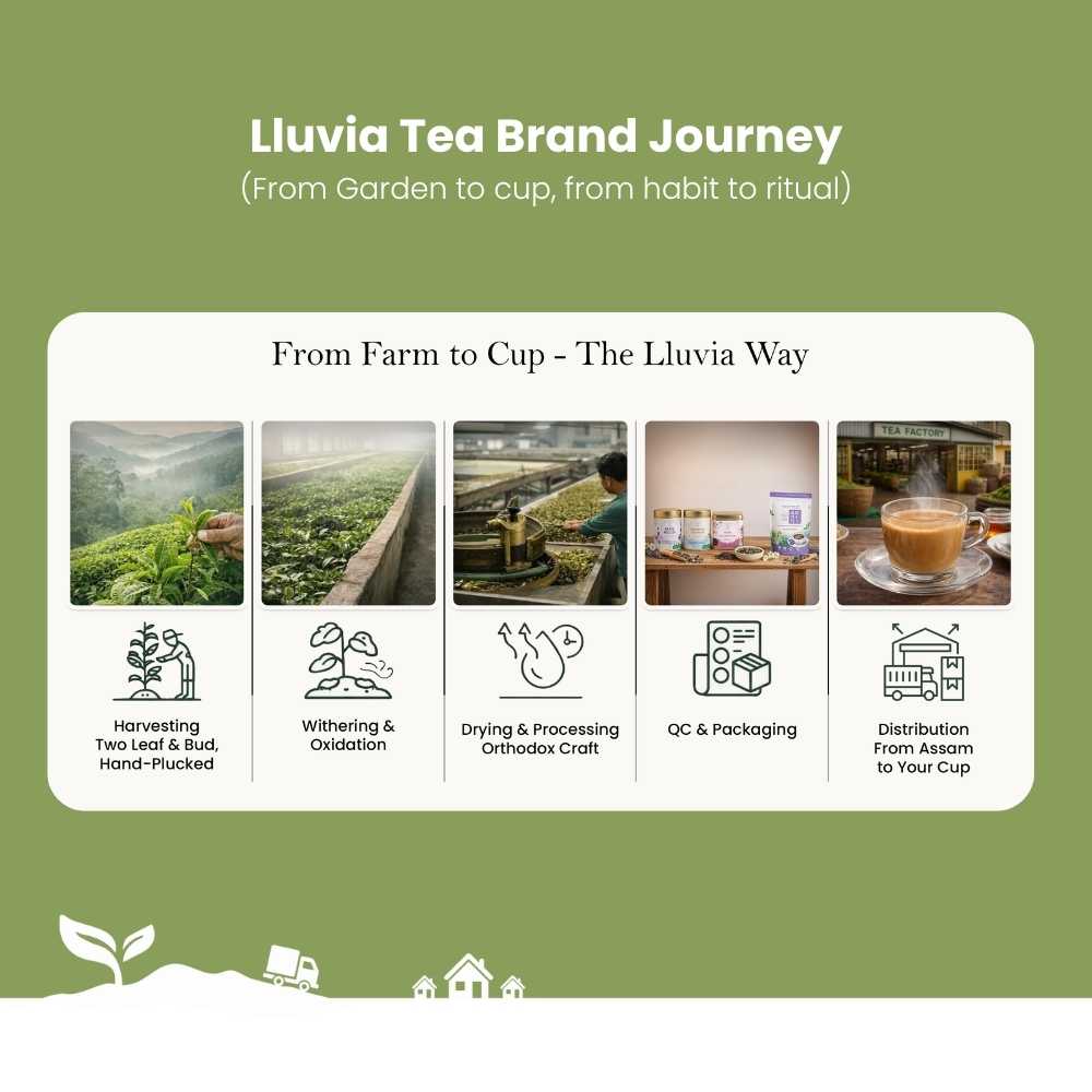 Moringa Boost Green Tea – Nutrient-Rich Vitality – 50g – Tea on Brown Living™. SKU: PWTin50New. Img 7.