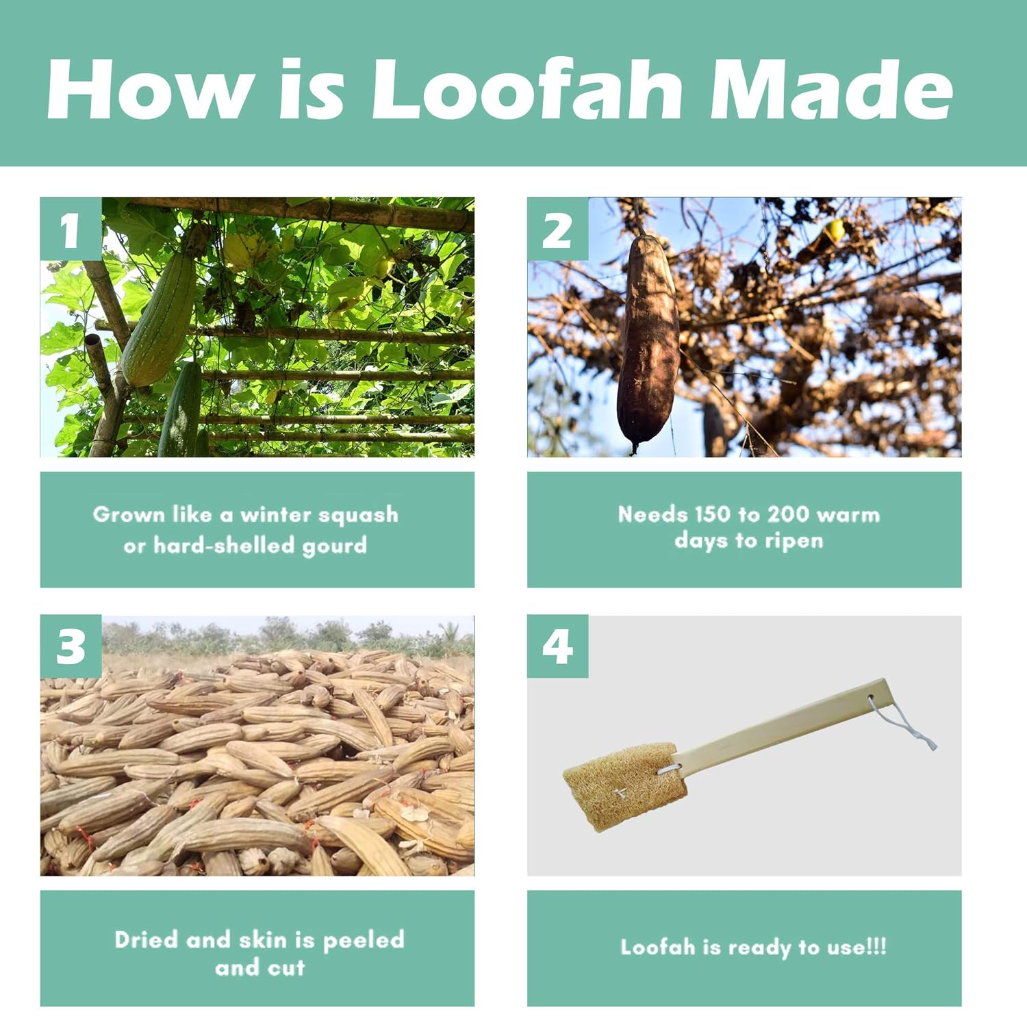 Natural Exfoliating Loofah Bath Brush with Wood Handle – Body Scrub on Brown Living™. SKU: KOE-015-HDL. Img 3.