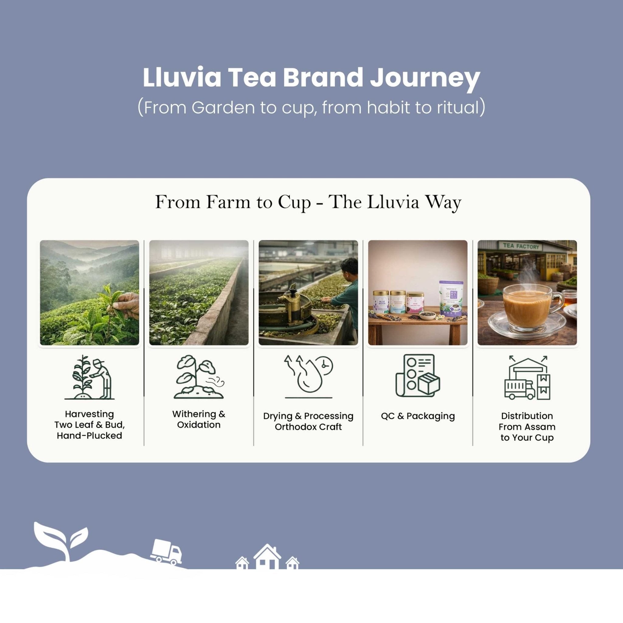 Peony White Tea – Weight Loss & Blood Circulation – 50g – Tea on Brown Living™. SKU: TTTin50New. Img 7.