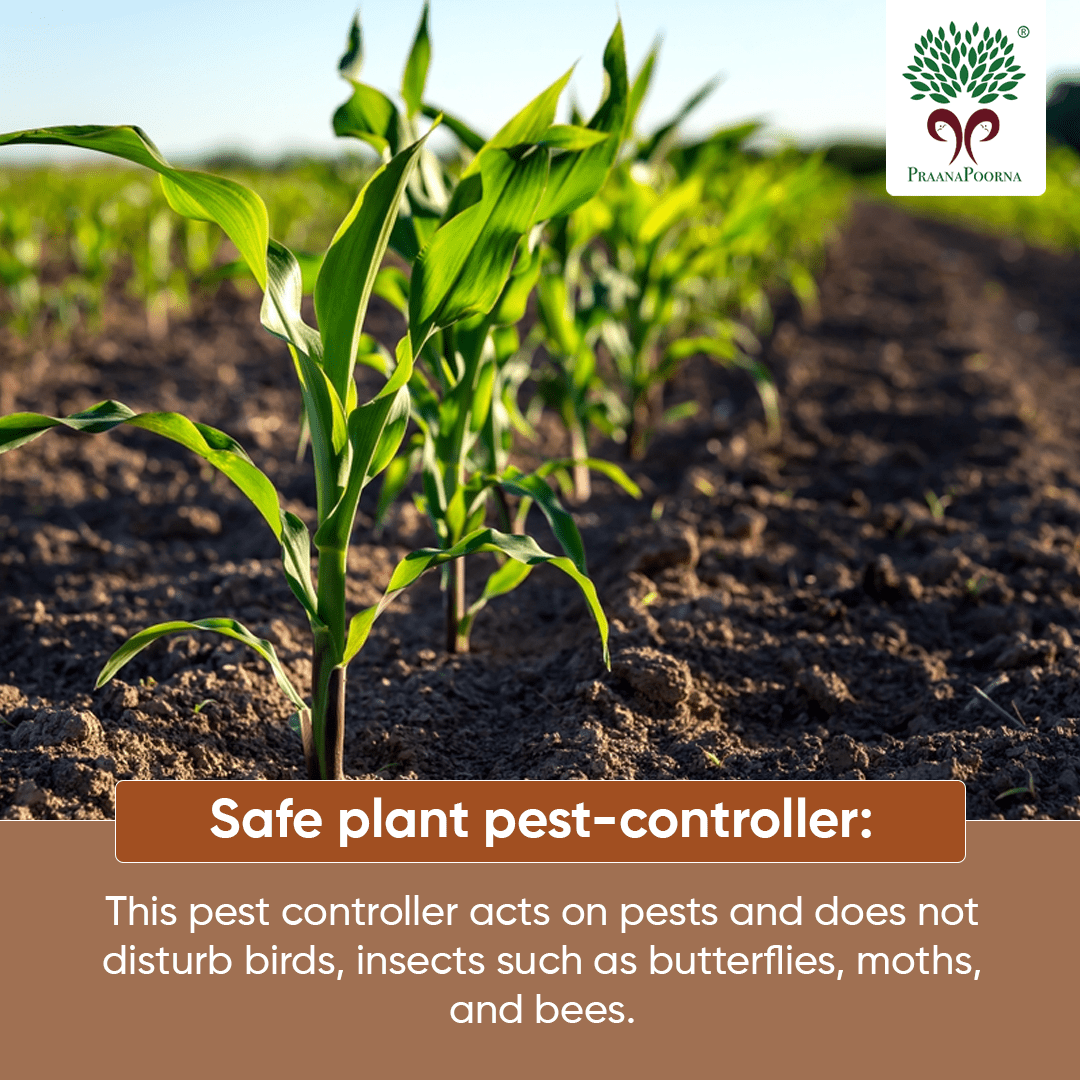 Plant based Pest Control Kit – Cleaning Products on Brown Living™. SKU: SKU_K06. Img 5.