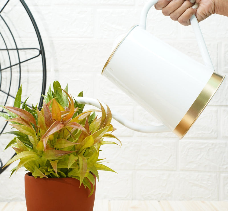 Plant Watering Can | Garden Accessories -White (1.5 Lt) | Verified Sustainable Watering Cans on Brown Living™