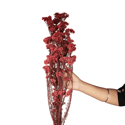 Rice Flower – Red (Dried) | Decorative Flowers | Home & Festive Decor – Home Decor on Brown Living™. SKU: CC23. Img 2.