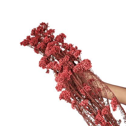 Rice Flower – Red (Dried) | Decorative Flowers | Home & Festive Decor – Home Decor on Brown Living™. SKU: CC23. Img 3.