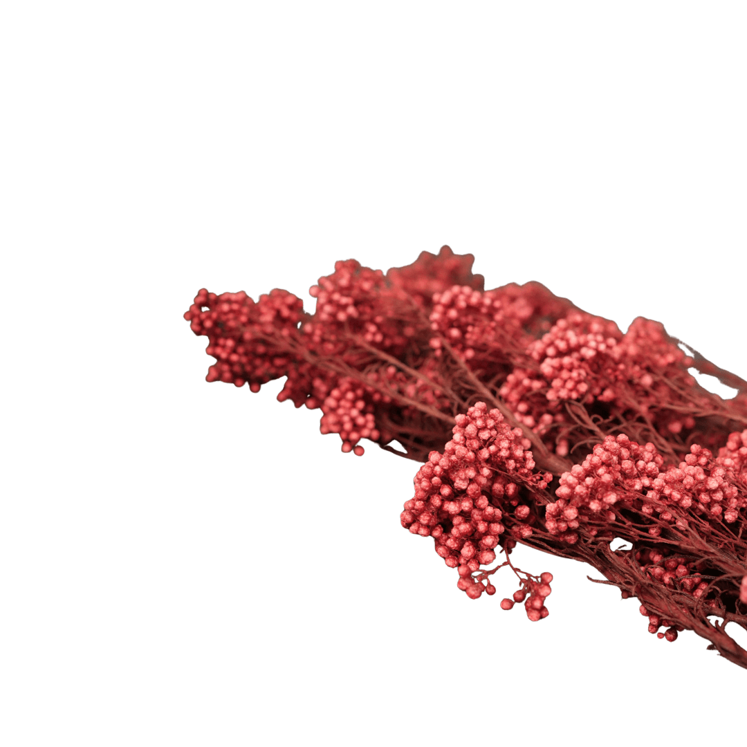 Rice Flower – Red (Dried) | Decorative Flowers | Home & Festive Decor – Home Decor on Brown Living™. SKU: CC23. Img 1.