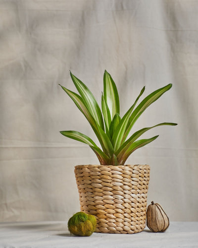 Savi - Multi-Utility Banana Fiber Basket – Baskets & Boxes on Brown Living™. SKU: S-011. Img 1.