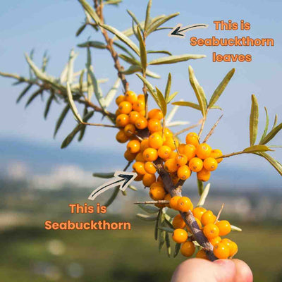Sea Buckthorn Tea Leaves (40g) – Tea on Brown Living™. SKU: seabuckthorn1. Img 2.