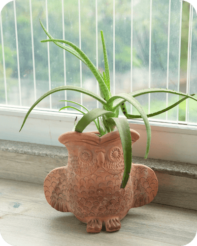 Seacrest Owl Earthen Planter – Pots & Planters on Brown Living™. SKU: A0_plt_0041. Img 1.