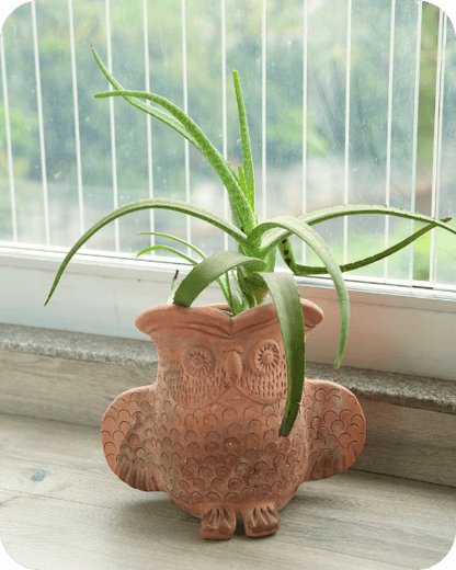 Seacrest Owl Earthen Planter – Pots & Planters by Swadeh available on Brown Living™. . SKU: A0_plt_0041. Img 1.