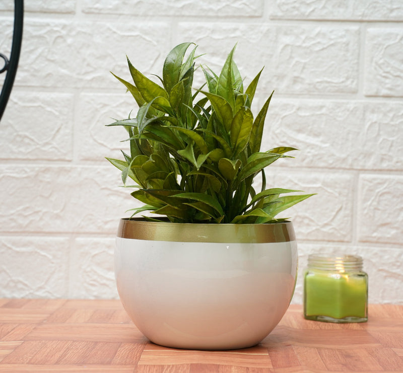 Small Pot for Indoor Plants- White Golden (Pack of 1) | Verified Sustainable Pots & Planters on Brown Living™