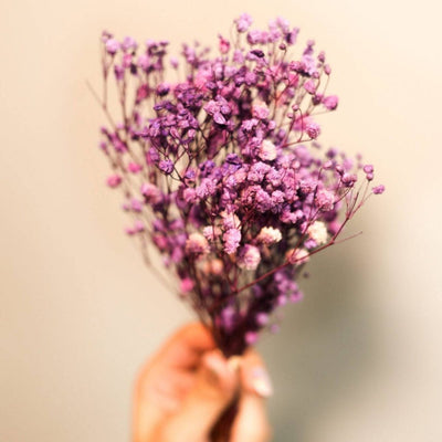 Dried Baby Breaths - Purple – Decor & Artefacts on Brown Living™. SKU: 3105256. Img 4.