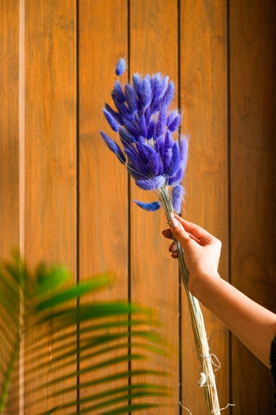 Dried Blue Bunny Tails – Decor & Artefacts on Brown Living™. SKU: 323. Img 1.