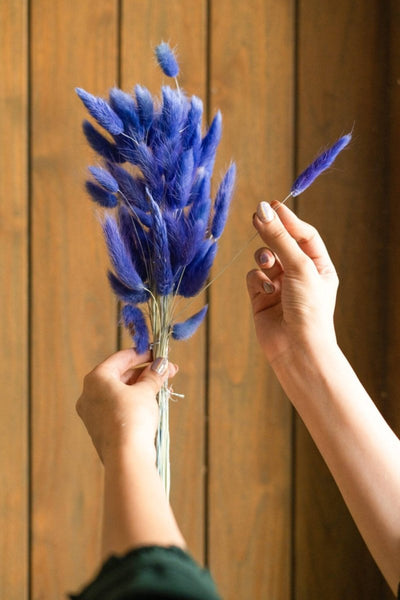 Dried Blue Bunny Tails – Decor & Artefacts on Brown Living™. SKU: 323. Img 2.