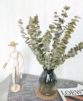 Dried Light Green Eucalyptus Parvifolia Bunch | Verified Sustainable by Brown Living™