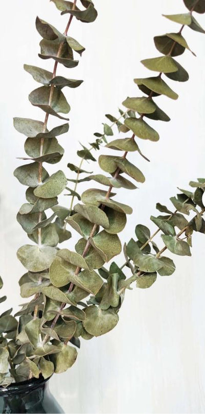 Dried Light Green Eucalyptus Parvifolia Bunch – Home Decor on Brown Living™. SKU: DF - 277. Img 4.