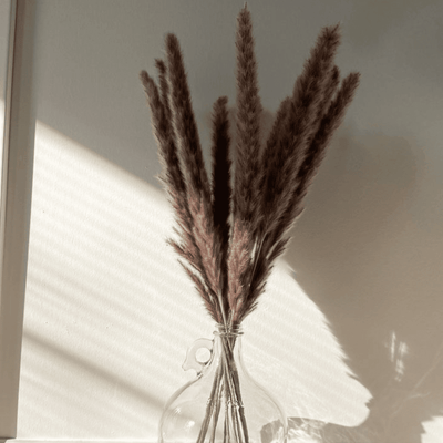 Dried Mini Brown Pampas – Decor & Artefacts on Brown Living™. SKU: 285. Img 4.