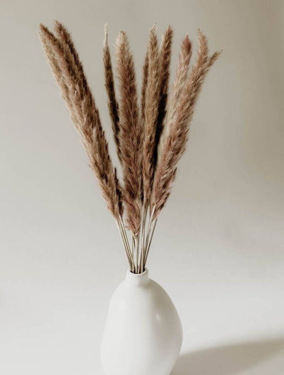 Dried Mini Brown Pampas – Decor & Artefacts on Brown Living™. SKU: 285. Img 3.