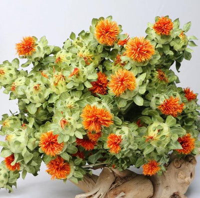 Dried Safflower - Rustic Natural Decor Bunch – Home Decor on Brown Living™. SKU: DF - 275. Img 2.