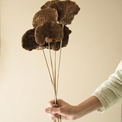 Natural Dried Sponge Mushroom - Set Of 4 – Decor & Artefacts on Brown Living™. SKU: DF - 87. Img 1.
