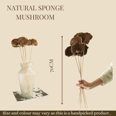 Natural Dried Sponge Mushroom - Set Of 4 – Decor & Artefacts on Brown Living™. SKU: DF - 87. Img 5.