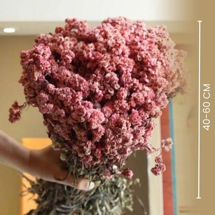 Naturally Dried Pastel Pink Daisies Bunch | Verified Sustainable by Brown Living™