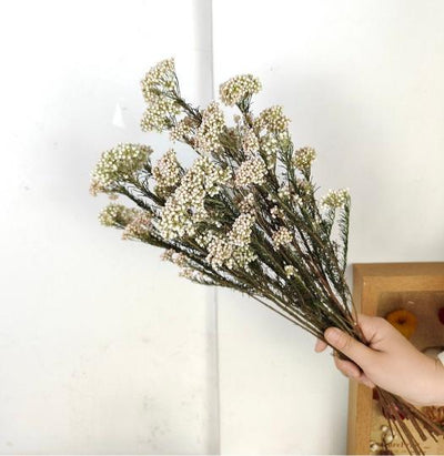 Rice Flower White - Elegant Dried Flower Bunch – Home Decor on Brown Living™. SKU: DF - 280. Img 4.